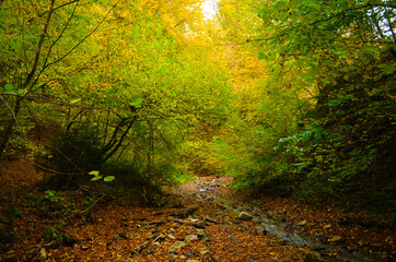 Autumn. Fall. Autumnal Park. Autumn Trees and Leaves