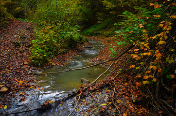 Autumn. Fall. Autumnal Park. Autumn Trees and Leaves