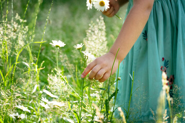 little girl picks flowers in the field