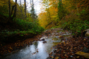 Autumn. Fall. Autumnal Park. Autumn Trees and Leaves