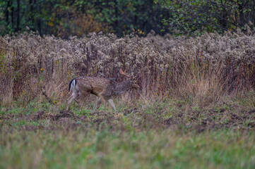 Fallow deer buck in the forest