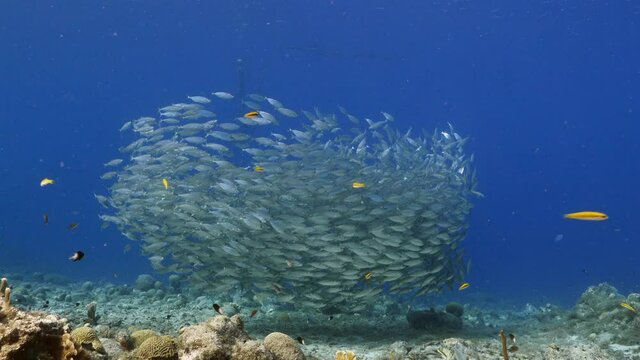 Bait ball / school of fish in turquoise water of coral reef in Caribbean Sea / Curacao