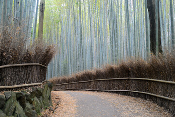 Bamboo grove road-10