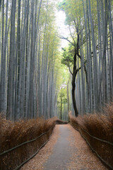 Fototapeta premium Bamboo grove road-12