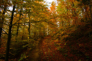 Fototapeta na wymiar Autumn. Fall. Autumnal Park. Autumn Trees and Leaves