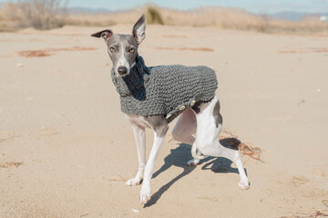 A whippet in a gray jacket