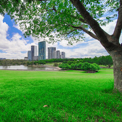 Colourful green park in Sydney with a large pond and apartment towers in the background 