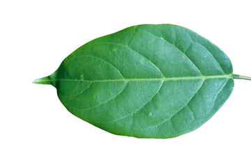 Obraz premium top view close up of green leaf on white background 