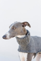 A whippet in a gray jacket