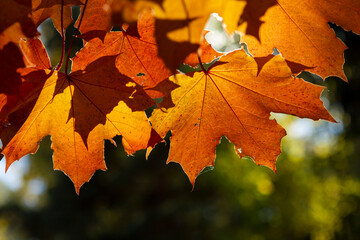 yellow leaves on a tree
