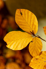 Obraz premium yellow leaves on a tree