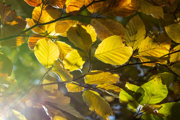 yellow leaves on a tree