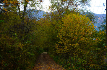 Obraz premium Autumn. Fall. Autumnal Park. Autumn Trees and Leaves