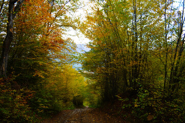 Autumn. Fall. Autumnal Park. Autumn Trees and Leaves