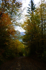 Autumn. Fall. Autumnal Park. Autumn Trees and Leaves