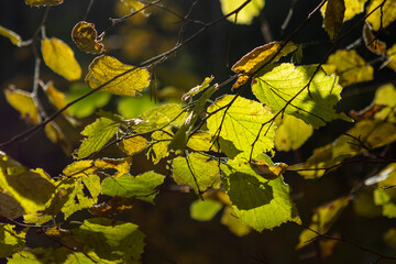 Obraz premium yellow leaves on a tree