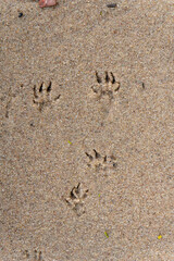 squirrel tracks on sandy beach