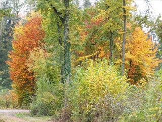 Blätterfall - bunte Laubbäume im Herbstkleid