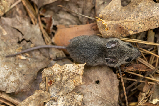 Small gray mouse among fallen leaves on the ground