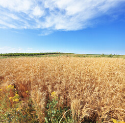 A field of ripe wheat