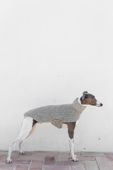 A whippet in a gray jacket

