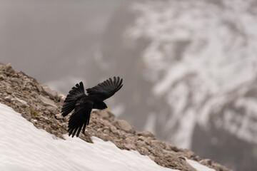 gracchio alpino in volo alla ricerca di cibo in una fredda mattinata autunnale sulle dolomiti