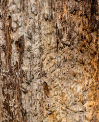 Closeup of the texture of rough wood on a tree