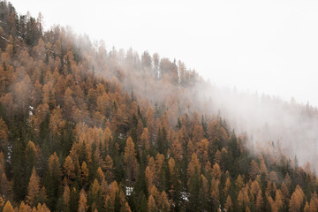 lo spettacolo dell'autunno, il bosco si tinge di colori che variano dal giallo al rosso fino ad arrivare alla prima neve delle montagne - obrazy, fototapety, plakaty