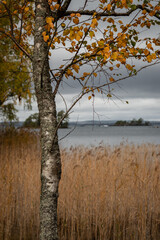 Autumn birch tree with orange leaves in Sweden. Lake Vattern in the background