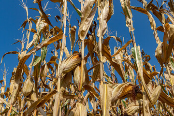 Closeup of ear of corn on brown cornstalk ready for harvest. Concept of harvest season, farming, agriculture, and ethanol. 