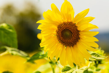 Naklejka premium beautiful sunflower field