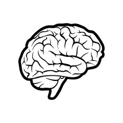 human brain isolated on white