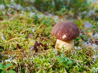 porcini mushrooms in a pine forest close-up