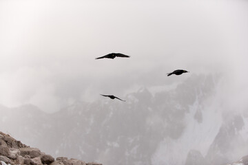 gracchio alpino in volo alla ricerca di cibo in una fredda mattinata autunnale sulle dolomiti