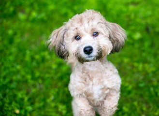 A small Poodle mixed breed dog sitting up outdoors