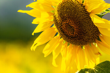 beautiful sunflower field