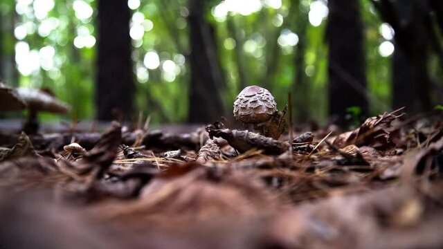 Young mushroom with a spherical cap. Macrolepiota procera. Forest mushroom with a dark brown cap