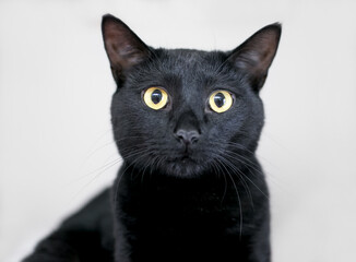 A black shorthair cat with yellow eyes