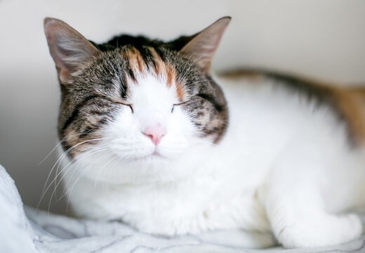 A sleepy calico tabby shorthair cat with its eyes closed
