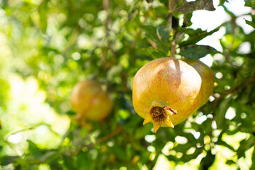 Beautiful garnet on the tree branch in soft sun light behind. Unripe juicy pomegranate. Background and wallpaper