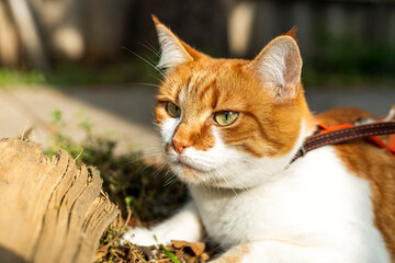 Naklejka na ściany i meble Cat that sees a threat is preparing for a jump, a cats emotions close up. Cute red-white cat