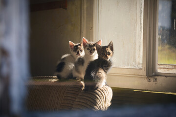 Kittens in the window of an abandoned house. Abandoned kittens in old house. Poor hungry kittens.