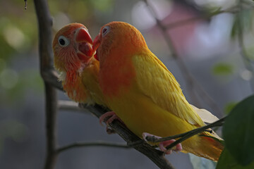 Two love birds (Agapornis sp) lutino type with bright orange and yellow feather color.
