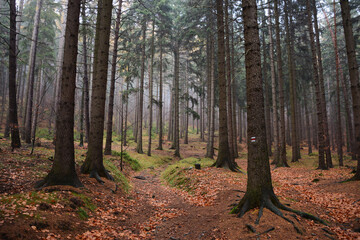 Path inside foggy forest. Coniferous forest in Czech Republic. Lusatian Mountains, Czech Republic. Late autumn in european forest. Hiking trail in nature.