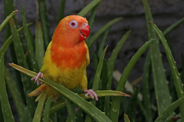 The beauty of a love bird (Agapornis sp) lutino type with bright orange and yellow feather color.