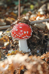 Amanite Tue-Mouches