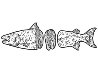 Showcase of the fish department. Atlantic salmon carcass split, steak. Engraving raster illustration.