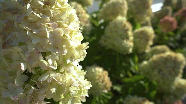 Beautiful white-green flowers of hydrangea paniculata in the sunbeams close-up.Flowering bushes in a summer garden. 4K.