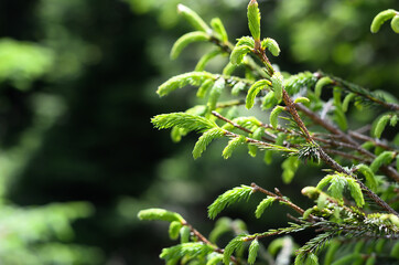Close up view of fir or pine branches in the forest