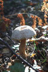 Champignon en fin de vie...